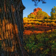 Cypress With Bell Rock Art Print