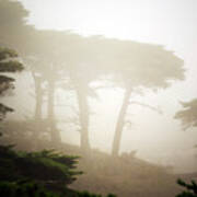 Cyprus Tree Grove In Fog Art Print