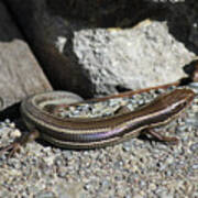 D3b6339 Western Skink On Sonoma Mountain Art Print