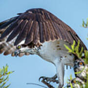 Daddy Osprey On Guard Art Print