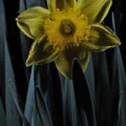 Daffodil By Moonlight Art Print