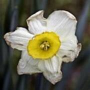 Daffodil Art Print