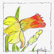 Daffodils In January Art Print
