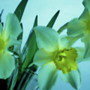 Daffodils2 Art Print