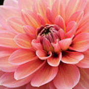 Dahlia In Pink And Peach Art Print