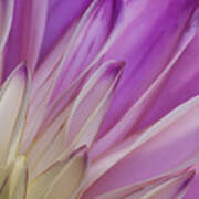 Dahlia Petals Art Print