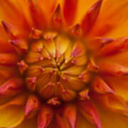 Dahlias Closeup Art Print