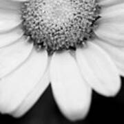 Daisy Smile - Black And White Art Print