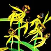 Dancing Orchids Yellow Art Print