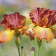 Dancing Rill. The Beauty Of Irises Art Print