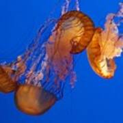 Dancing Sea Nettles Art Print