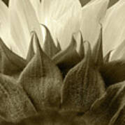 Dandelion In Sepia Art Print
