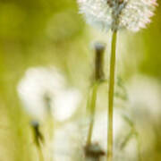 Dandelion Whimsy Art Print