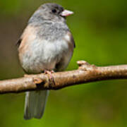 Dark Eyed Junco Perched On A Branch Art Print