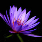 Dark Side Of The Purple Water Lily Art Print