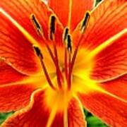 Daylily Glow Art Print