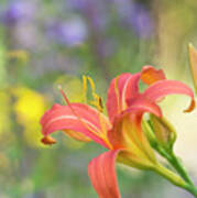 Daylily Hemerocallis Pink Prelude Flower Art Print