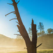 Dead Tree, Clearing Morning Fog, San Andreas Rift Valley Art Print