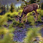 Deer At Crater Lake, Oregon Art Print