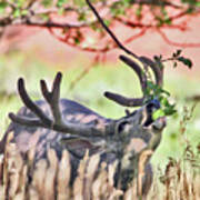 Deer In The Orchard Art Print