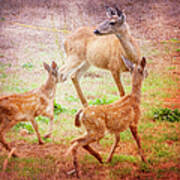 Deer On Vancouver Island Art Print