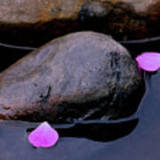 Delicate Petals With Rocks Art Print