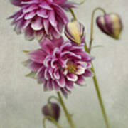 Delicate Pink Columbine Art Print