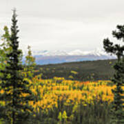 Denali National Park Landscape Art Print