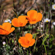 Desert Flowers Four Flowers Four Art Print