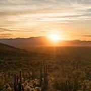 Desert Garden Art Print