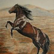 Desert Horse Art Print
