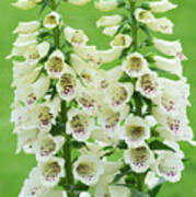 Digitalis Purpurea Primrose Carousel Art Print