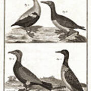 Diving Birds, Loons, Sea Ducks - Antique Engraving Art Print