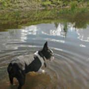 Dog In Pond Art Print