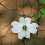 Dogwood Bloom Art Print