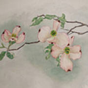 Dogwoods Art Print