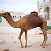 Doha Police Camel Art Print