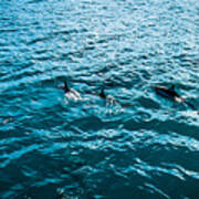 Dolphins Off Of The Na Pali Coast Art Print