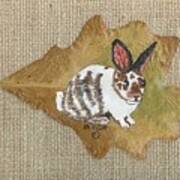 Domestic Rabbit Art Print