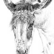 Donkey 1 Art Print