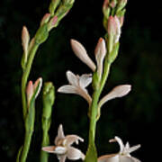 Double Tuberose In Bloom #2 Art Print