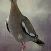 Dove In Grey Art Print