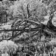 Downed Cypress Sedona Arizona Number Five Art Print