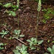 Downy Rattlesnake Plantain Art Print