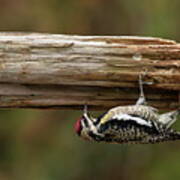 Hairy Woodpecker Art Print