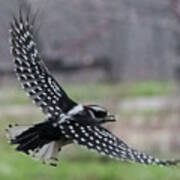Downy Woodpecker In Flight Art Print