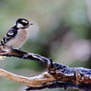 Downy Woodpecker With Snow Art Print