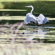 Dragonfly And Great Blue Heron Art Print