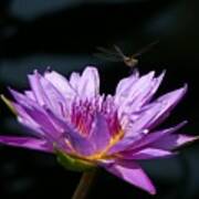 Dragonfly And Purple Lotus Waterlily Art Print