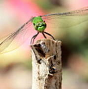 Dragonfly In The Petunias Art Print